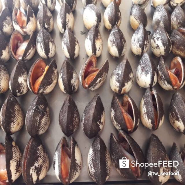 

Kerang bulu live