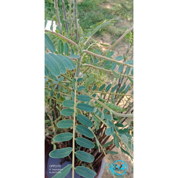 Bibit Tanaman Bunga Turi Putih Pohon Bunga Turi Bibit Turi Putih 50CM