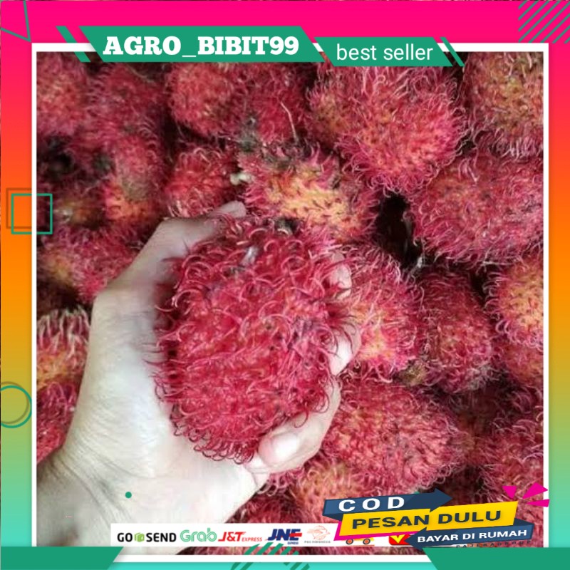 Bibit Rambutan Garuda Okulasi