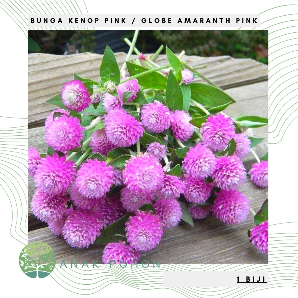 Benih Bibit Biji - Bunga Kenop Pink / Pink Globe Amaranth / Gomphrena Pink Flower Seeds