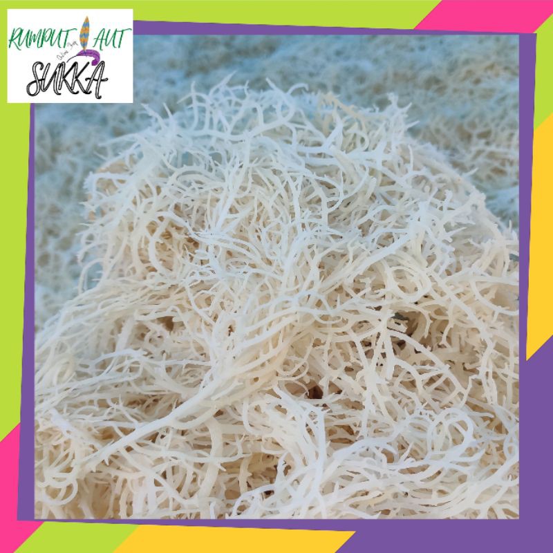 

Rumput laut 1kg kering normal