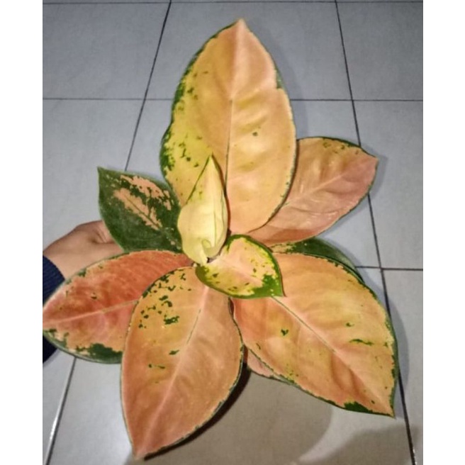 bibit bonggol aglonema kochin ebony