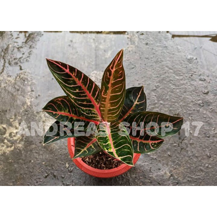 Tanaman hias Aglonema Red sumatra - Bunga Aglonema Red sumatra / Tanaman hias Red sumatra