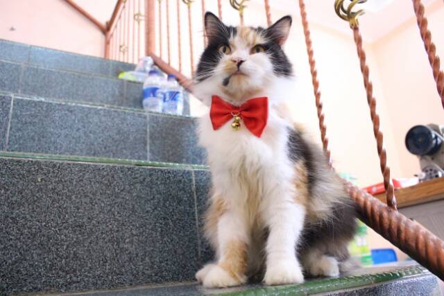 Red bowtie / dasi kupu-kupu / dasi lucu / dasi kucing / baju kucing