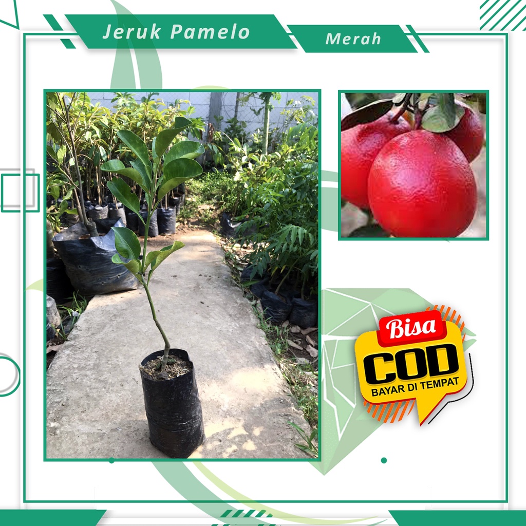 Bibit Jeruk Pamelo Merah/Jeruk Red Pamelo Buah Jeruk Merah [ SIAP KIRIM ]