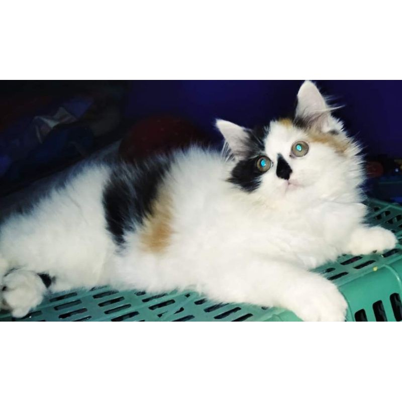 kucing persia calico long hair. kitten anak kucing anggora 