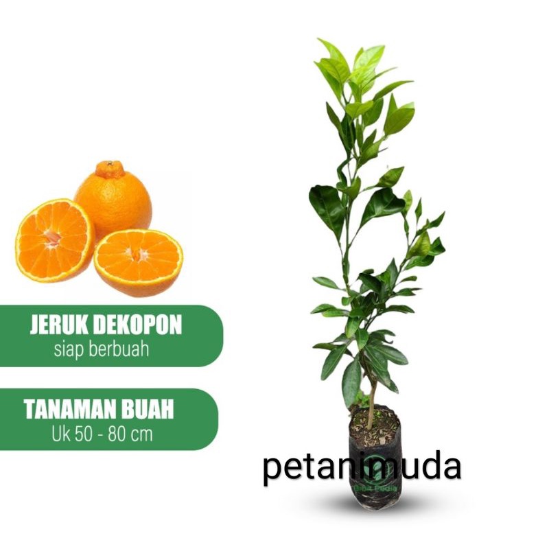 Bibit Jeruk Dekopon (Asli)
