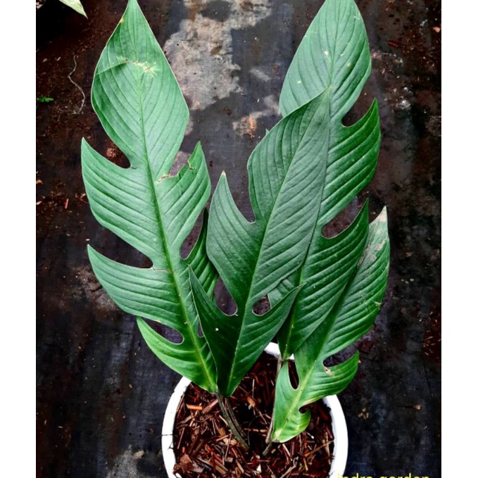 rhaphidophora beccarii