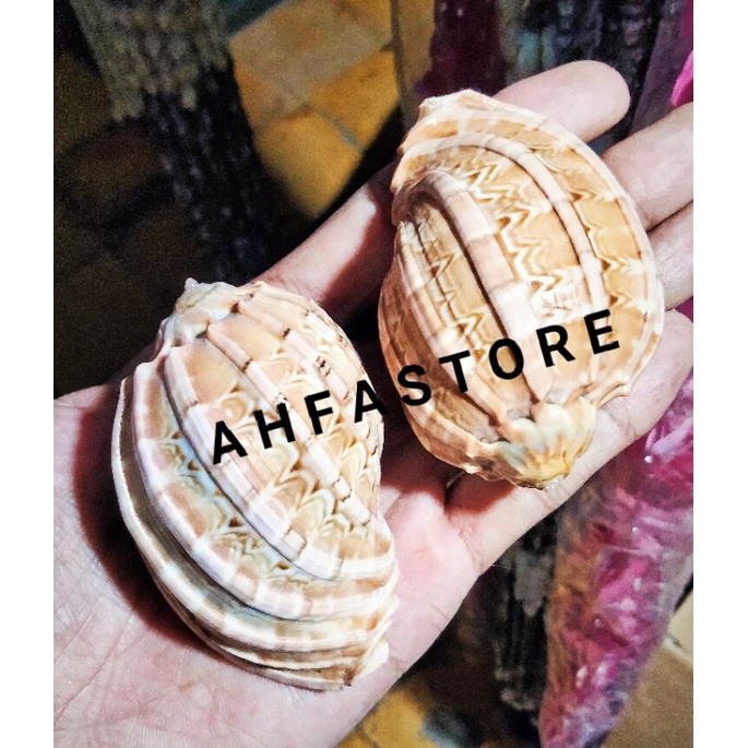 Cangkang Kerang Harpa Harpa / Kerang Blimbing / Kerang Laut Natural