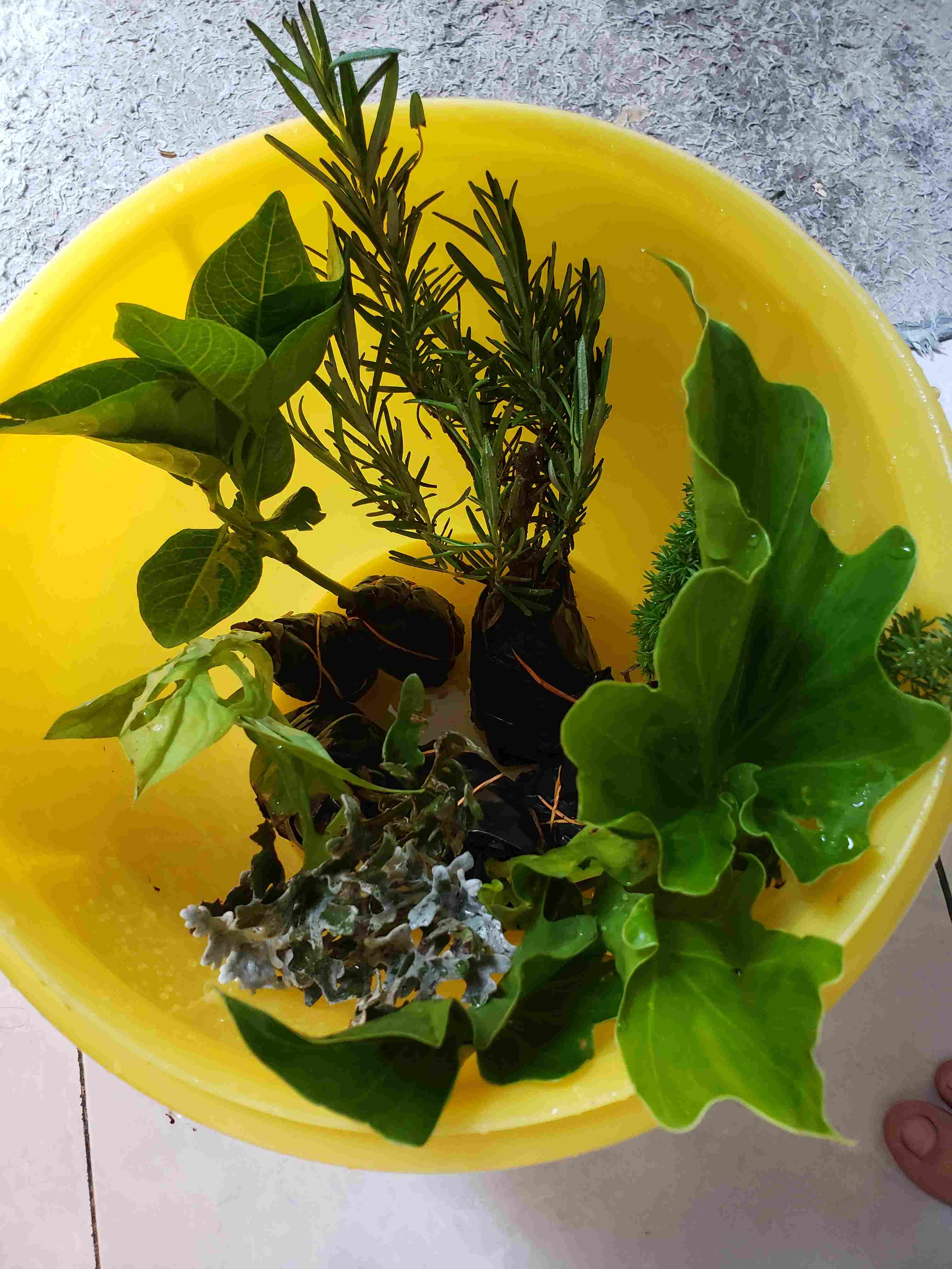 Tanaman Hias Pillow Janda Bolong