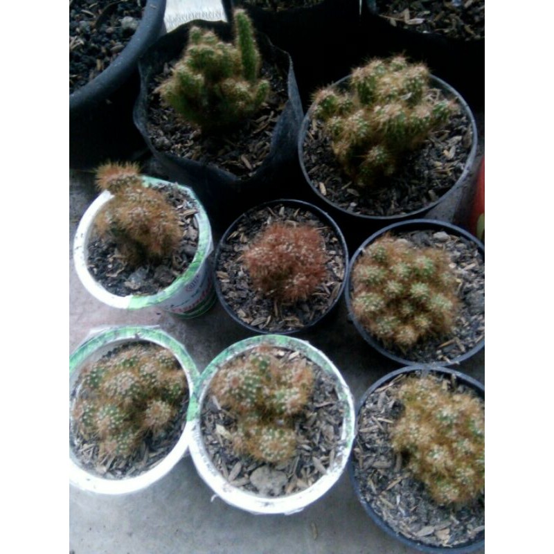 kaktus ownroot