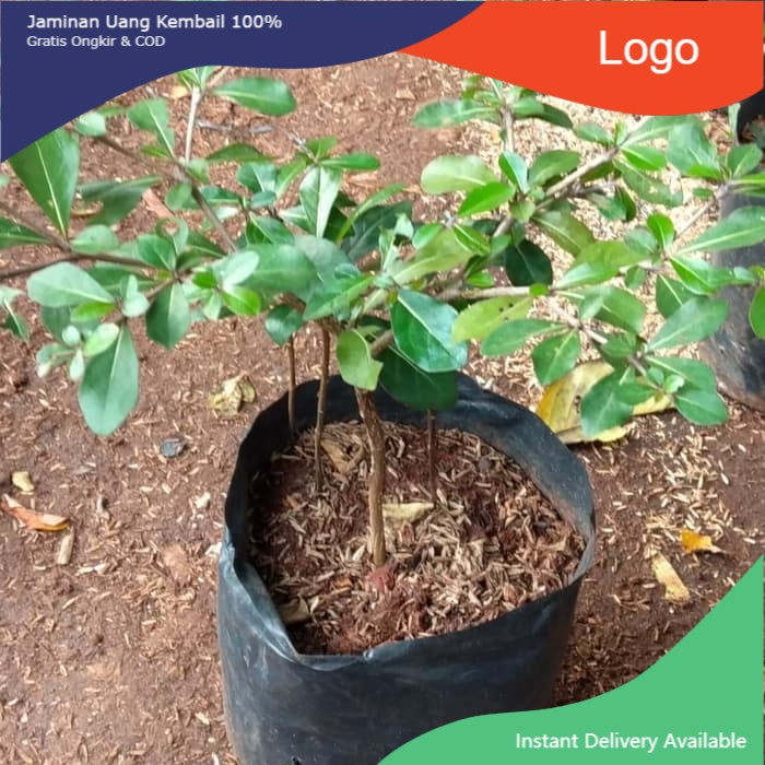 Tanaman Hias Peneduh Ketapang Kencana ketapang mini