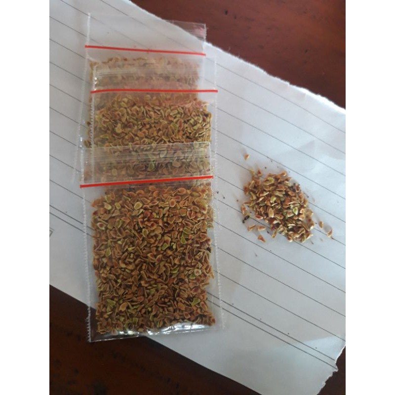 BIBIT BIJI SANTIGI KARANG TERMURAH (isi 300+)