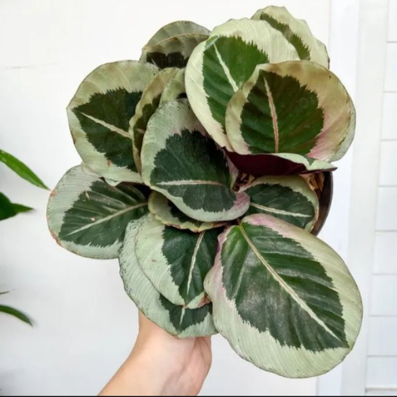 Jual Calatea Cintia Pink Calathea Rosepicta Cyntia Tanaman Hias Calathea Cintya Calatea Marion