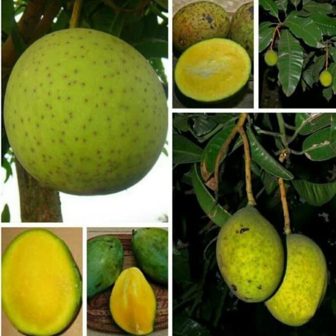 super Bibit Buah Mangga Kweni
