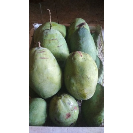 

mangga alpukat