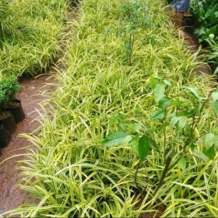 Tanaman Hias Pandan Kuning Tanaman Pandan Afrika Tanaman Pandan Kuning