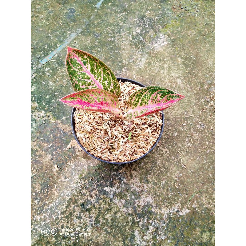 Aglonema Tiara (Anakan)