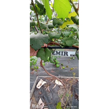 Entres anggur import Linglong finger / Ilaria / taldun / bogema /