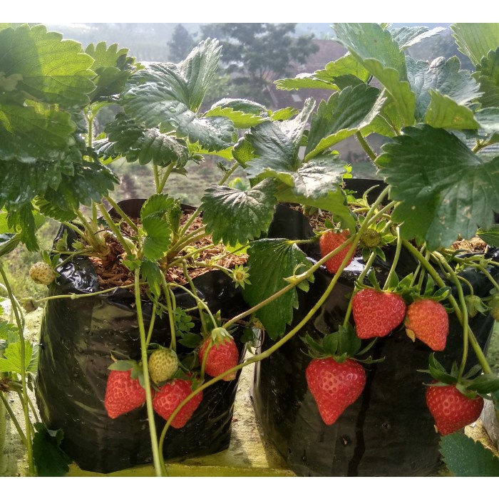paket 3 bibit strawberry jumbo manis