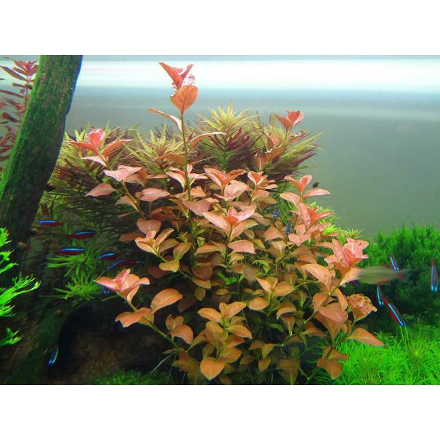 Ludwigia repens var ovalis tanaman  aquascape  stemplant 
