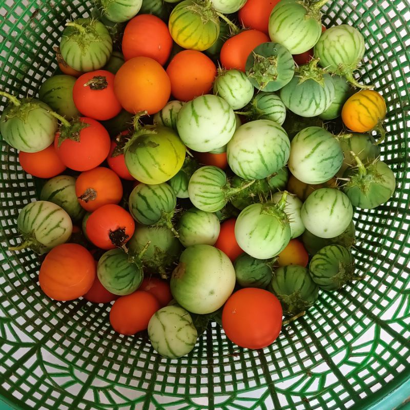 

Terong esrot terong duri 300 gram