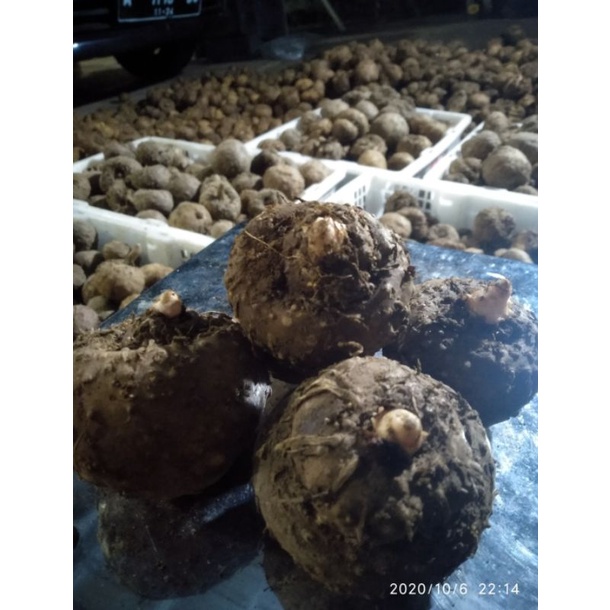 BIBIT UMBI PORANG SUPER 1KG ISI 1-5 / BIBIT PORANG DORMAN