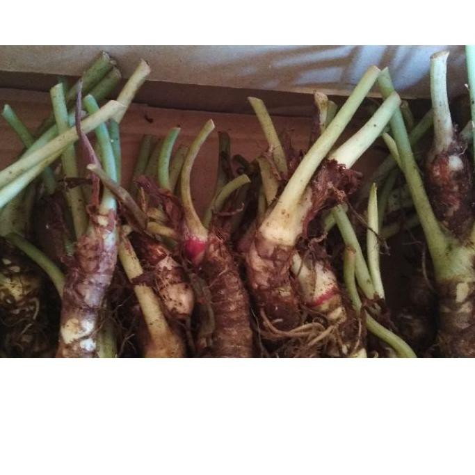 Terbaik#  Bonggol Alocasia Dragon silver ...