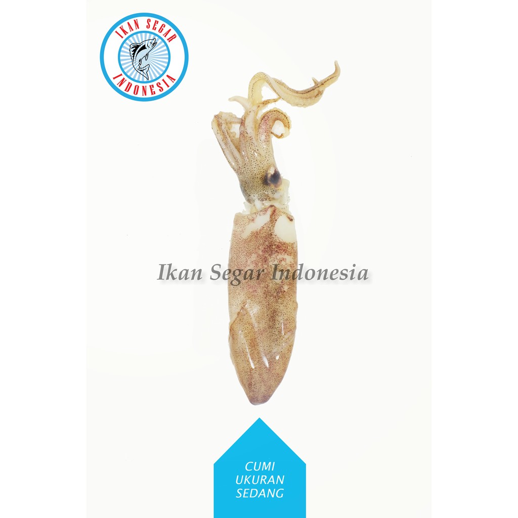 

CUMI UKURAN SEDANG/ 10-20 pcs/ 900-1000gr