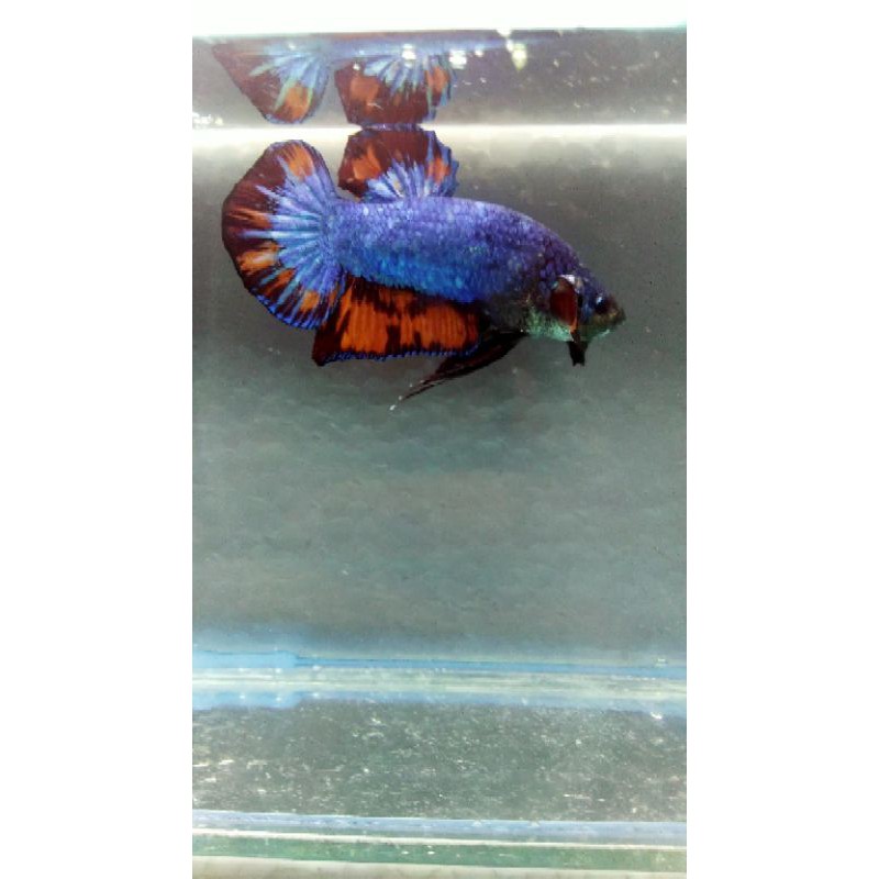 (Barang Sesuai Foto) Cupang/Betta Indukan Avatar Nemo
