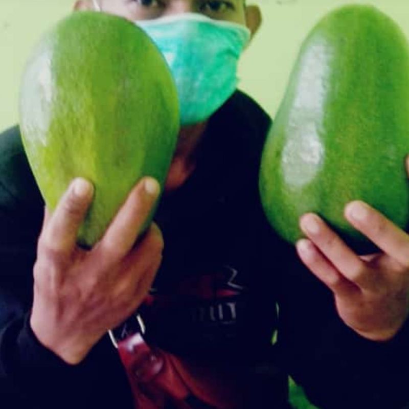 

ALPUKAT MENTEGA JUMBO 2kg isi 4-5 buah alpuket alpokat