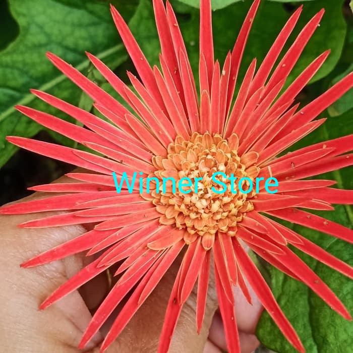 Tanaman Bunga Herbras Hebras Mix