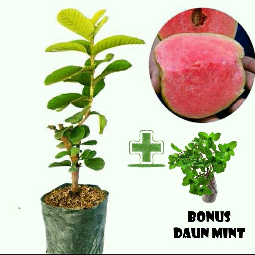 Tanaman Buah Jambu Sukun Merah BONUS Bibit Mint