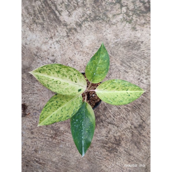 aglonema bigroy putih