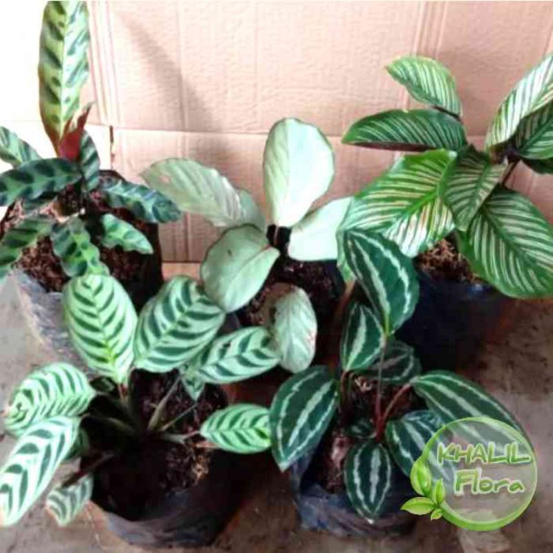 Paket Bunga Calathea 5 Jenis // Calathea Tanaman Hias 5 Jenis