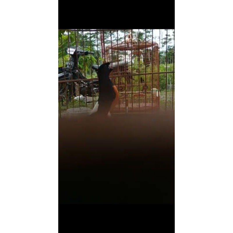 Murai Batu Medan Prestasi