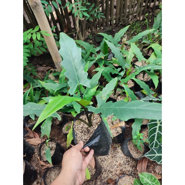 keris papua