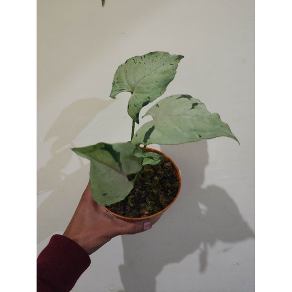 syngonium green splash