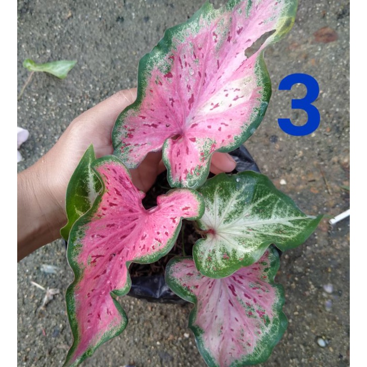 keladi hias/keladi strobery semanka/keladi ratana/keladi murah(remaja)