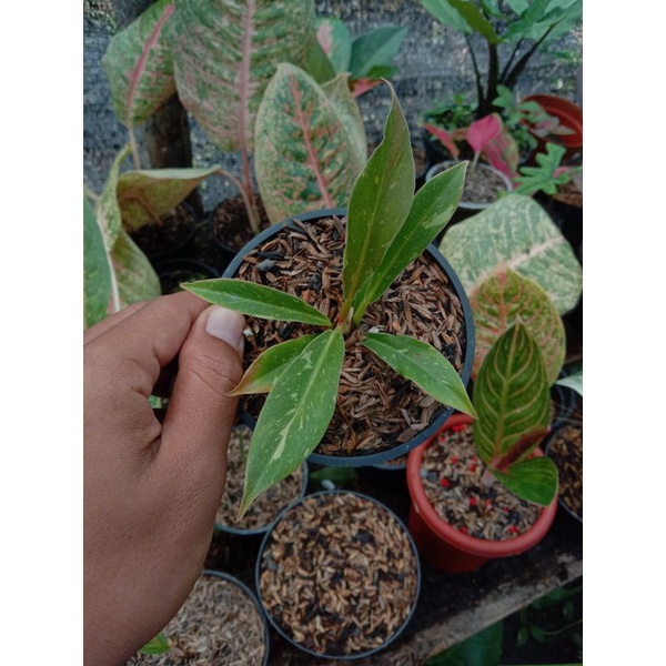 Philodendron ring of fire varigata