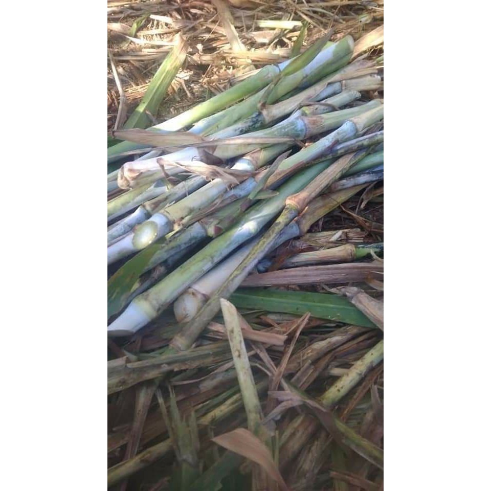 Benih Bibit Tanaman Rumput Pakcong Pakchong Per Batang-3