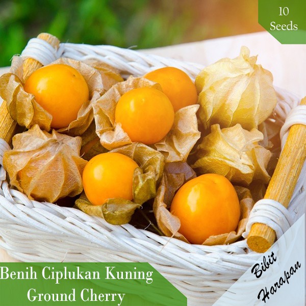 Bibit Benih Buah Ciplukan Kuning Ground Cherry Benih Bibit Unggul Hidropnik