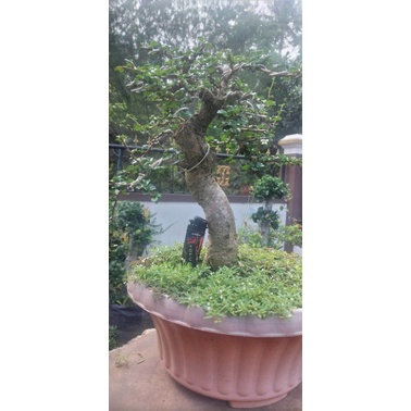 Bonsai hokiantea mikro (arcia) siap pajang