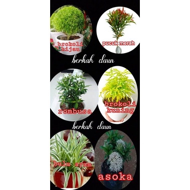 20.000 Dpt 3 jenis bunga bebas pilih