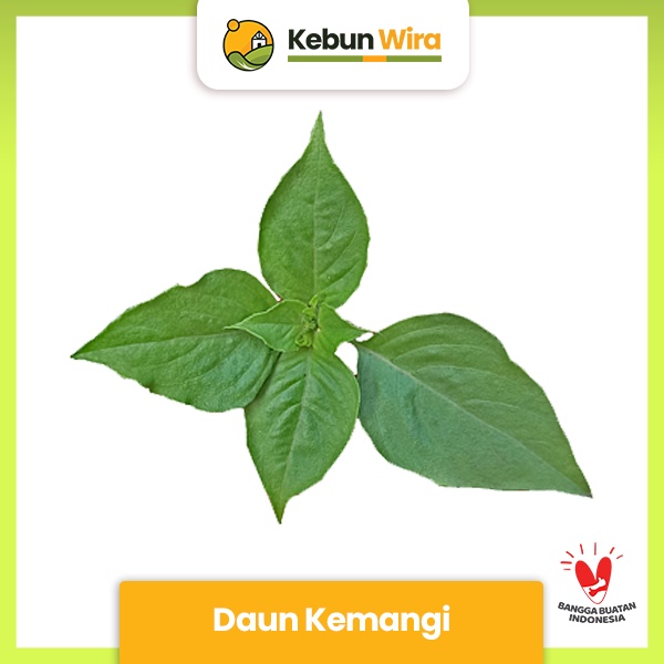 

Daun Kemangi | Kemangi Leaf