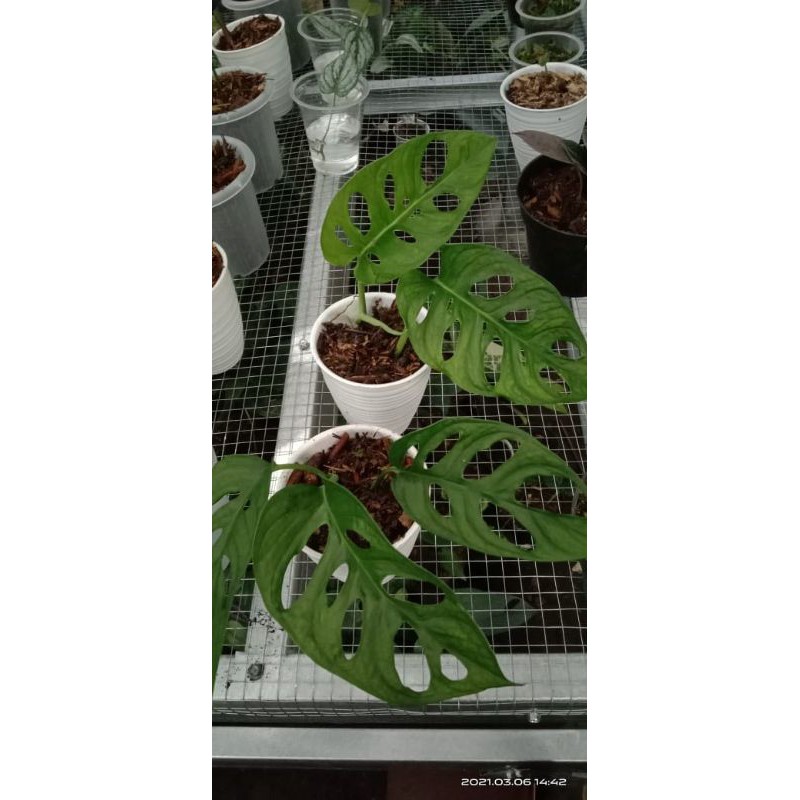 monstera acuminata