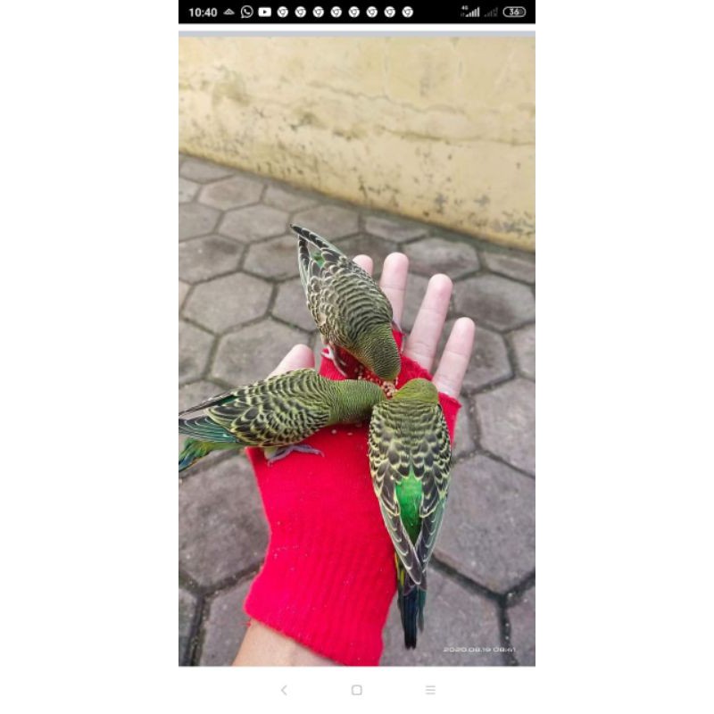 Jual Burung Parkit Jinak Sudah Bunyi Suara Bagus Lagi Diskon Kab Cirebon Rahman Jual Hp Samsung Tokopedia