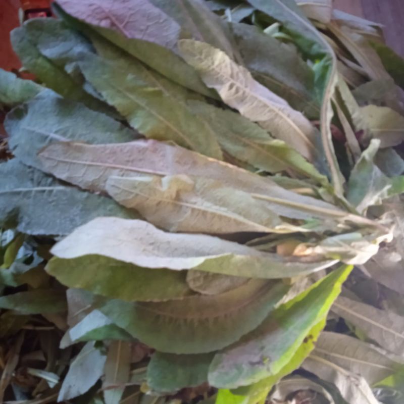 

Daun tempuyung segar per 1 kg