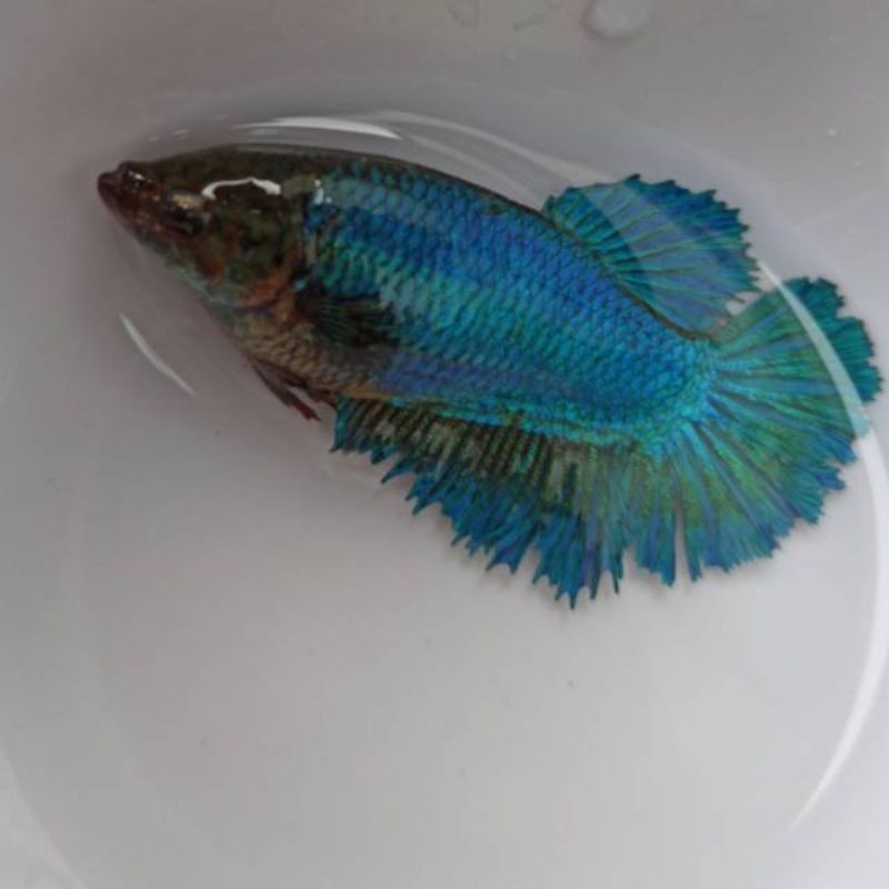 CupangHalfMoonBetina,Cewekan,FemalePromo..