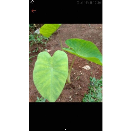 biibit pohon talas bogor